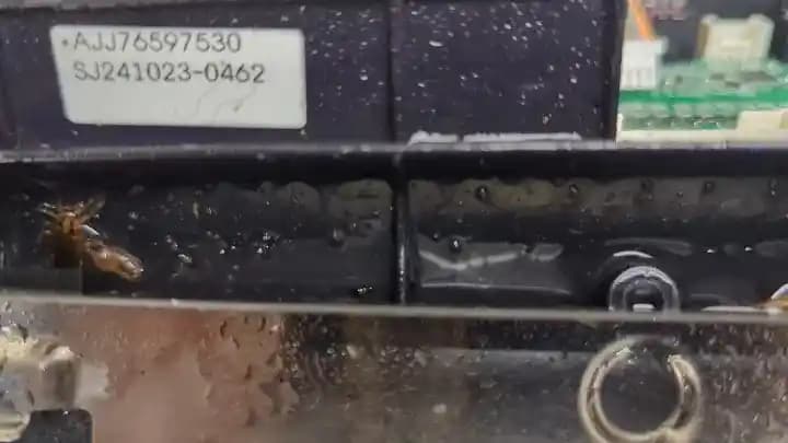 LG Fırınlarında Hamam Böcekleri: Elektronik Cihazlarda İstila ve Mücadele Yöntemleri