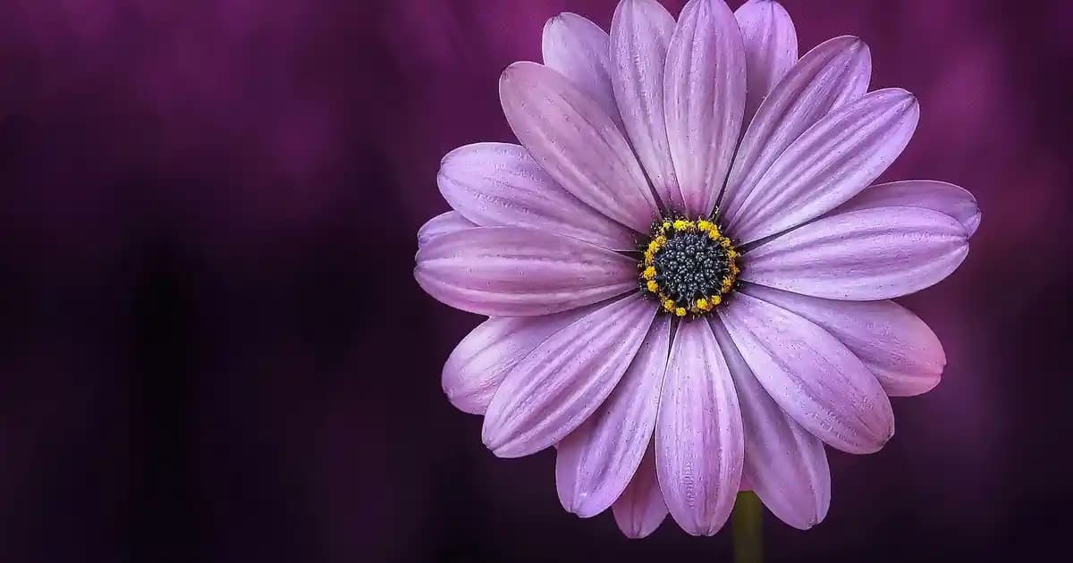 Apple Cihazları ve Hesap Güvenliği: Güncel Bilgiler ve Çözüm Yolları