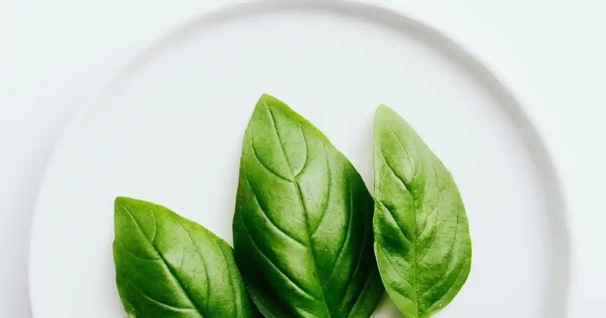 Karaca Markasının Hamur Makineleri ve Mutfak Aletleri Üzerine Detaylı İnceleme ve Özellikler