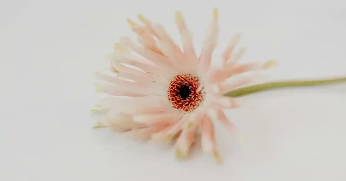 Teknolojik Gelişimde Uygulanabilirlik ve Alternatif Çözümler Üzerine Analiz