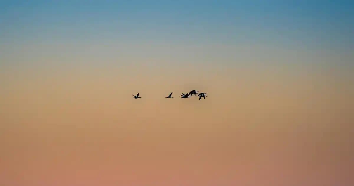 45 İnç Televizyon Seçerken Dikkat Edilmesi Gerekenler ve En İyi Modeller