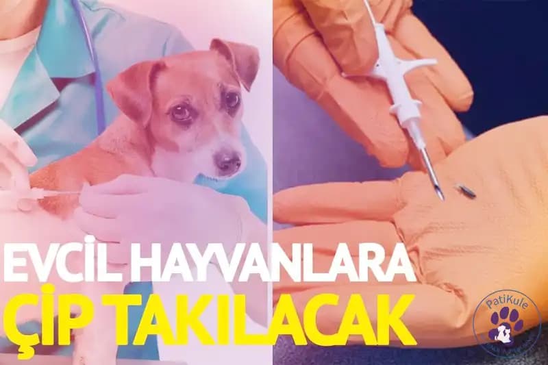Elektronik Evcil Hayvan Kayıt Sistemleri: Güvenlik ve Sorumlulukta Yeni Yaklaşımlar