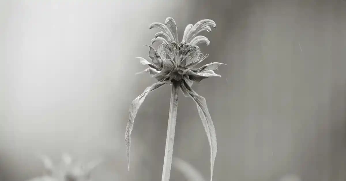 QCY H2 Kablosuz Kulaklık: Yüksek Ses Kalitesi ve Gelişmiş Özellikler ile Yenilikçi Deneyim