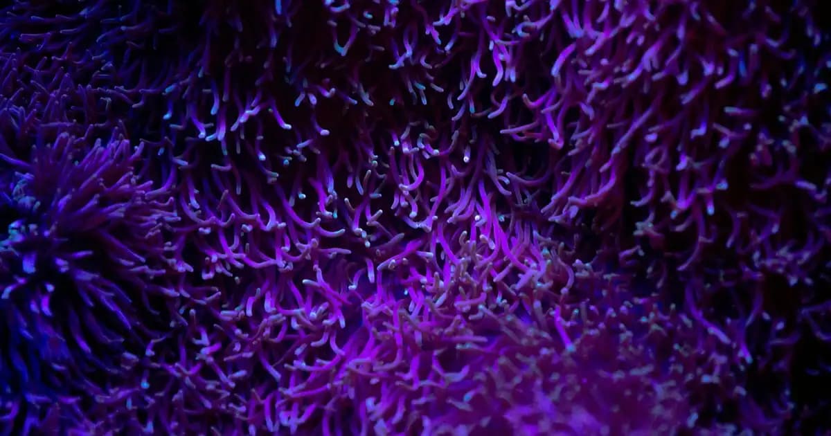 Roborock S7 Plus Çöp İstasyonlu Akıllı Robot Süpürge Özellikleri ve Avantajları