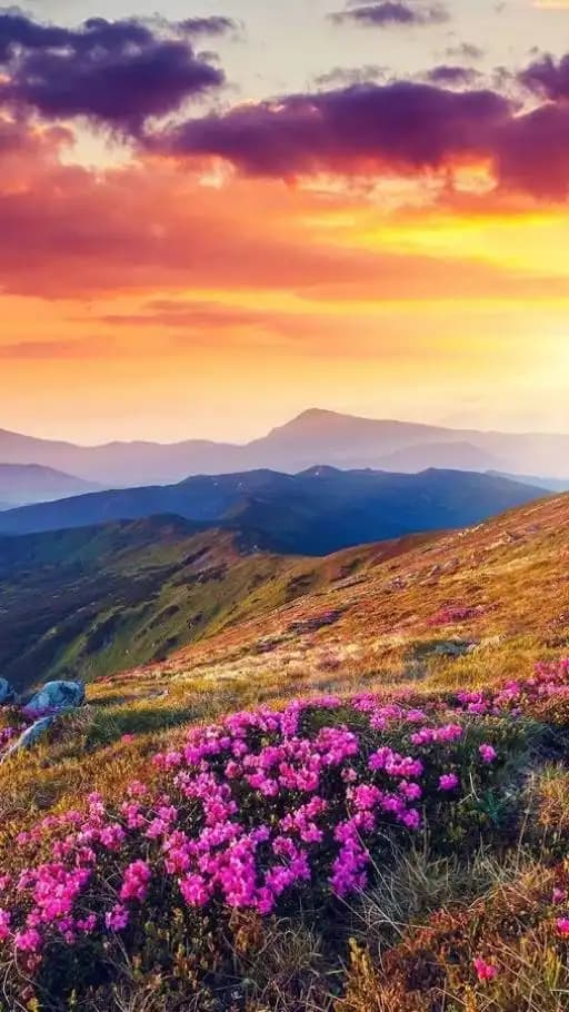 Ücretsiz Duvar Kağıtlarıyla Elektronik Cihazlarınızı ve Alanlarınızı Özelleştirme Rehberi