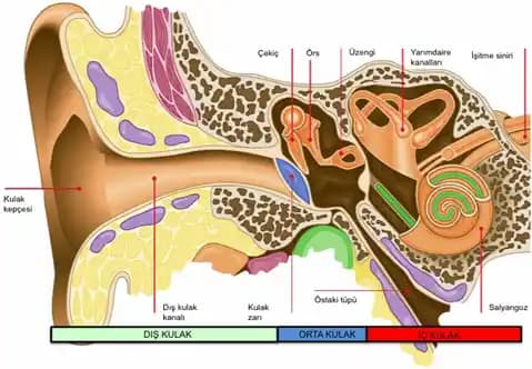 Tek Kulak İşitme Kaybında Mono Ses Kullanımı ve Alternatif Dinleme Çözümleri