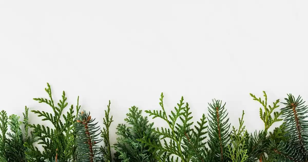 55 İnç TCL Ultra HD Televizyon İncelemesi: Yüksek Çözünürlük ve Geniş Ekran Deneyimi