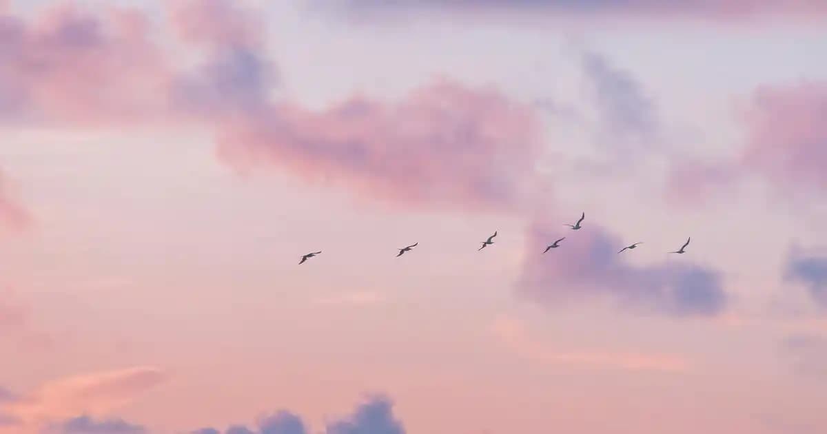 Devlet Destekli Cep Telefonu Kampanyalarıyla Dijital Erişimi Artırma Çabaları