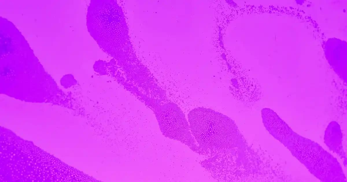 Fujin Oyun Kulaklıkları: Özellikler ve Karşılaştırma Yaklaşımı Hakkında Bilgi