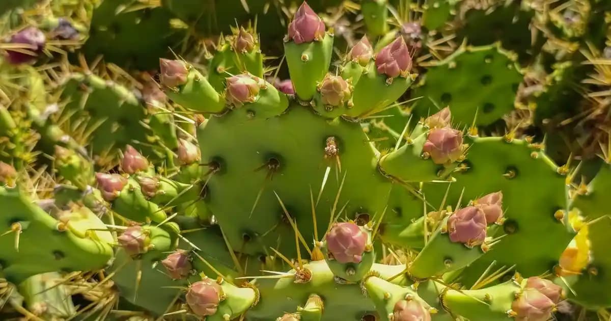 Güncel Akıllı Telefon Özellikleri ve Değerlendirme Kriterleri Hakkında Kapsamlı Bilgi