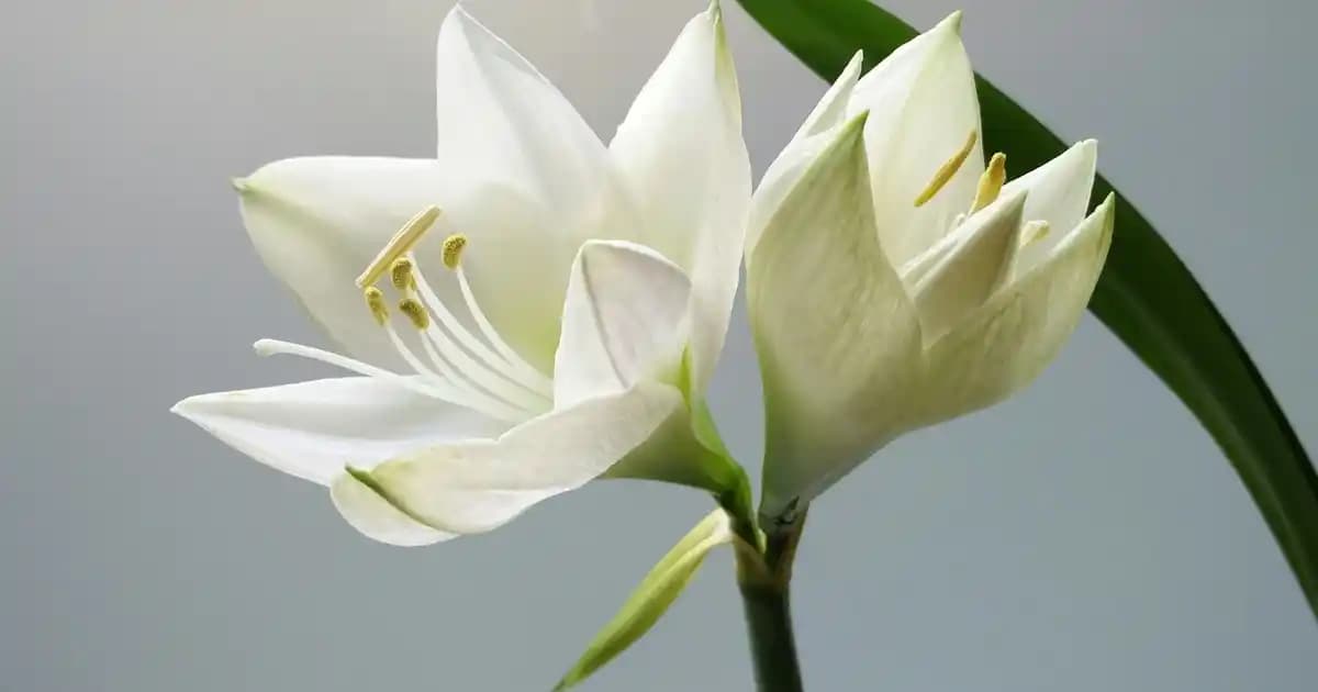 Honor 400 ve Samsung Galaxy A26 Modelleri Arasında Karşılaştırma ve Seçim Rehberi