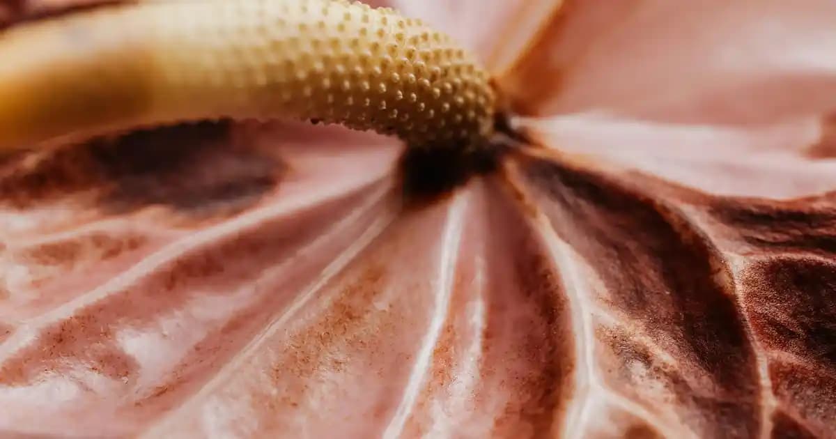 iPhone 14 Gece Mavisi Renk Seçeneği ve Özellikleri: Tasarım ve Kullanım Avantajları