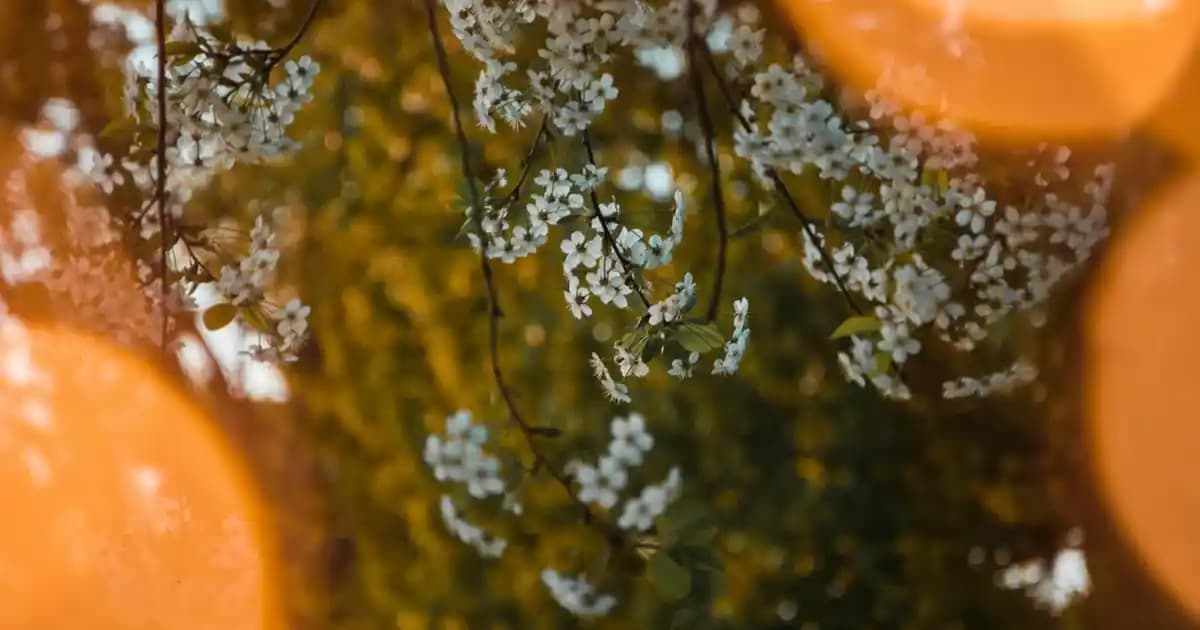 iPhone 16 Pro Max'in Yeni Özellikleri ve Tasarım Gelişmeleri Hakkında Güncel Bilgiler