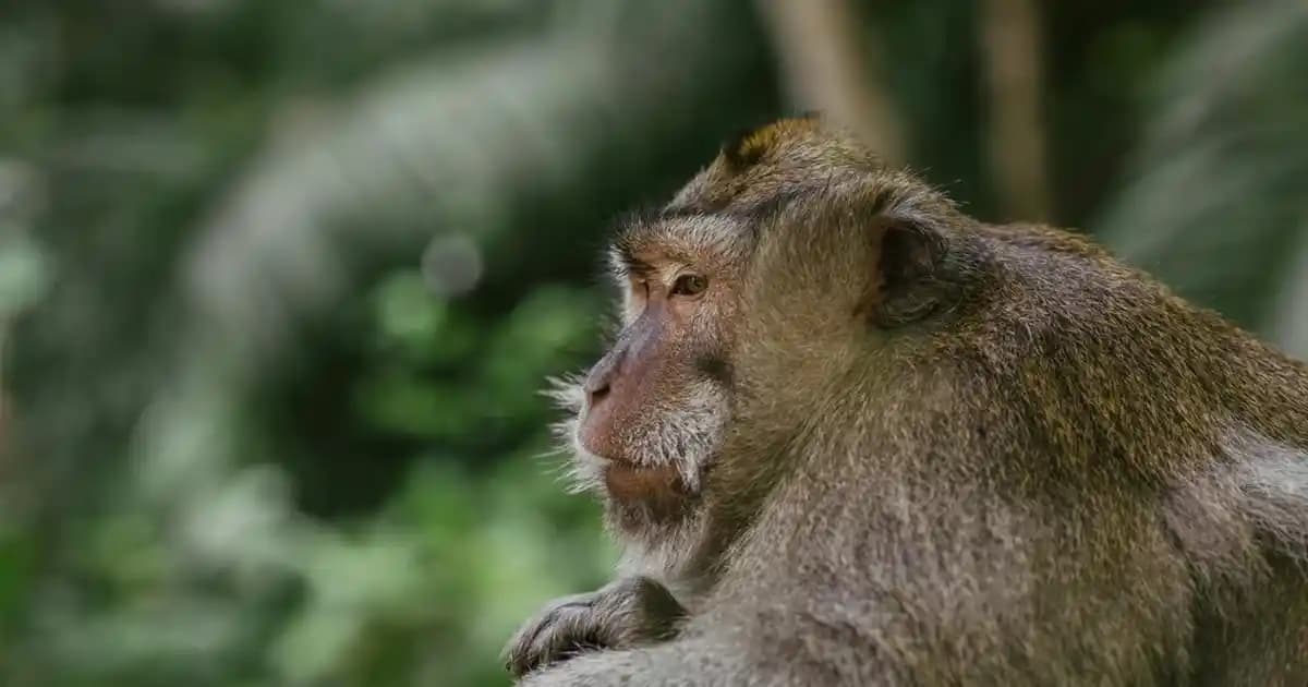 MP3 Ses Kayıt Cihazları Güncel Modeller ve Seçim Kriterleri Analizi