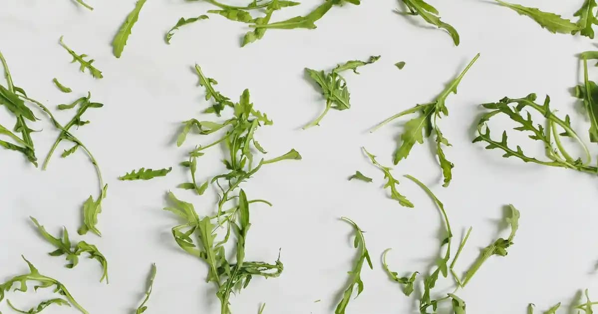 Roborock S8 Elektrikli Süpürge ve Çöp İstasyonu ile Modern Temizlik Çözümleri