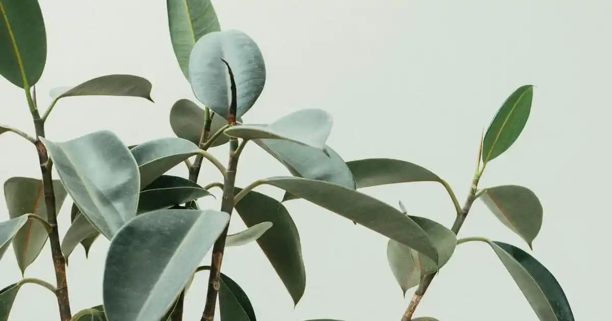 Samsung Galaxy S25 Ultra İncelemesi: Performans ve Özellikler Hakkında Detaylar