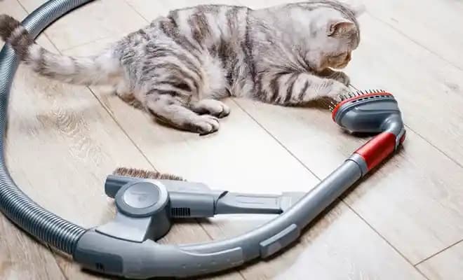 500 Dolar Altında Etkili Elektrikli Süpürge Seçenekleri ve Kullanıcı Deneyimleri