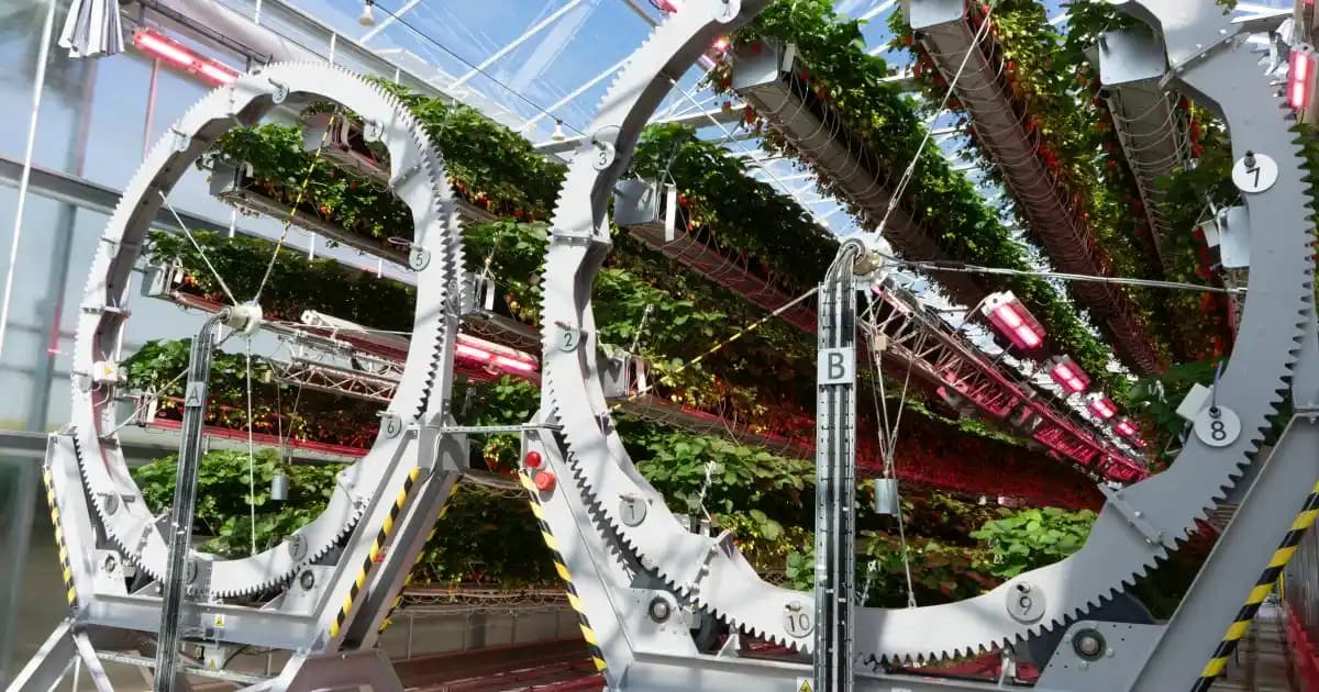 Dyson'ın Dikey Çilek Tarımı: Teknolojiyle Sürdürülebilir ve Verimli Üretim Modeli