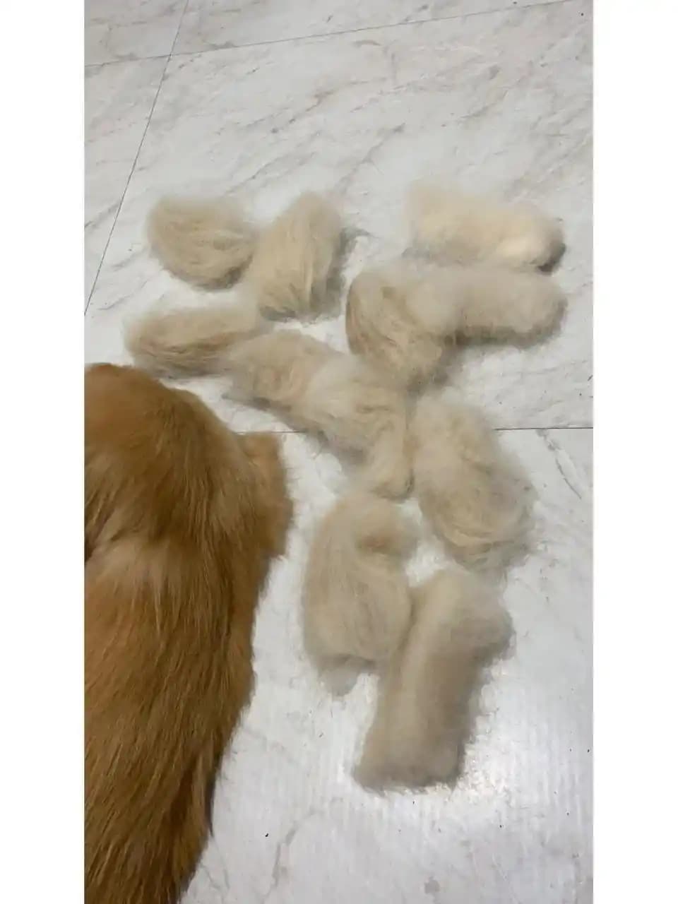 Golden Retriever Tüyleriyle Mücadelede Narwal Freo Z Ultra Robot Süpürge İncelemesi