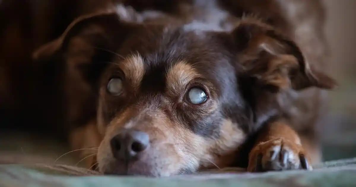 Görme Engelli Köpekler İçin Titreşimli Yelek: Yeni Navigasyon Teknolojisi ve Yaşam Kalitesi