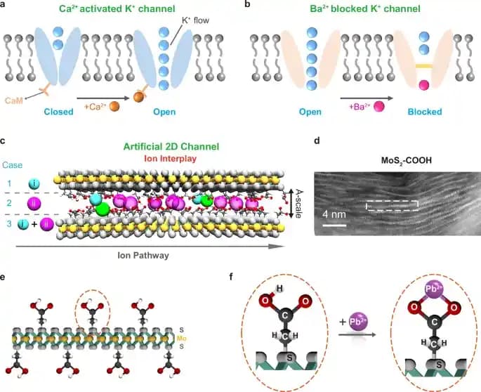Hücre Mantığını Taklit Eden Akıllı Membranlar ile Su Arıtma ve Metal Geri Kazanımında Yenilikçi Yaklaşımlar