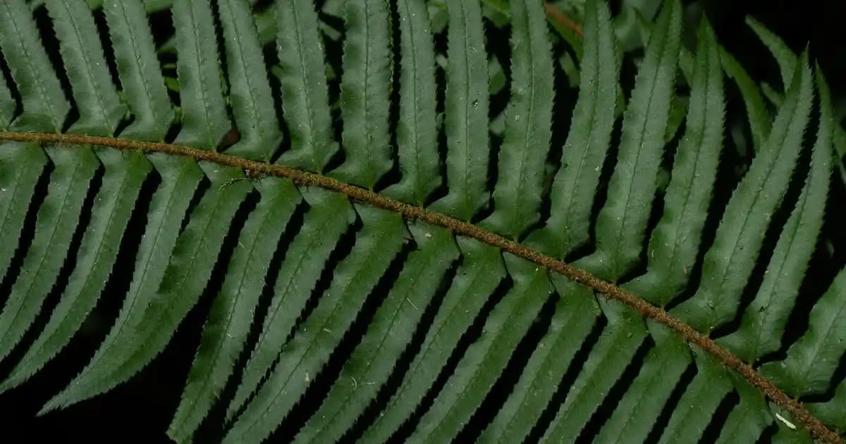 Kendi Kendini Boşaltan ve Takılmayan Robot Süpürge Seçiminde Dikkat Edilmesi Gereken Temel Kriterler